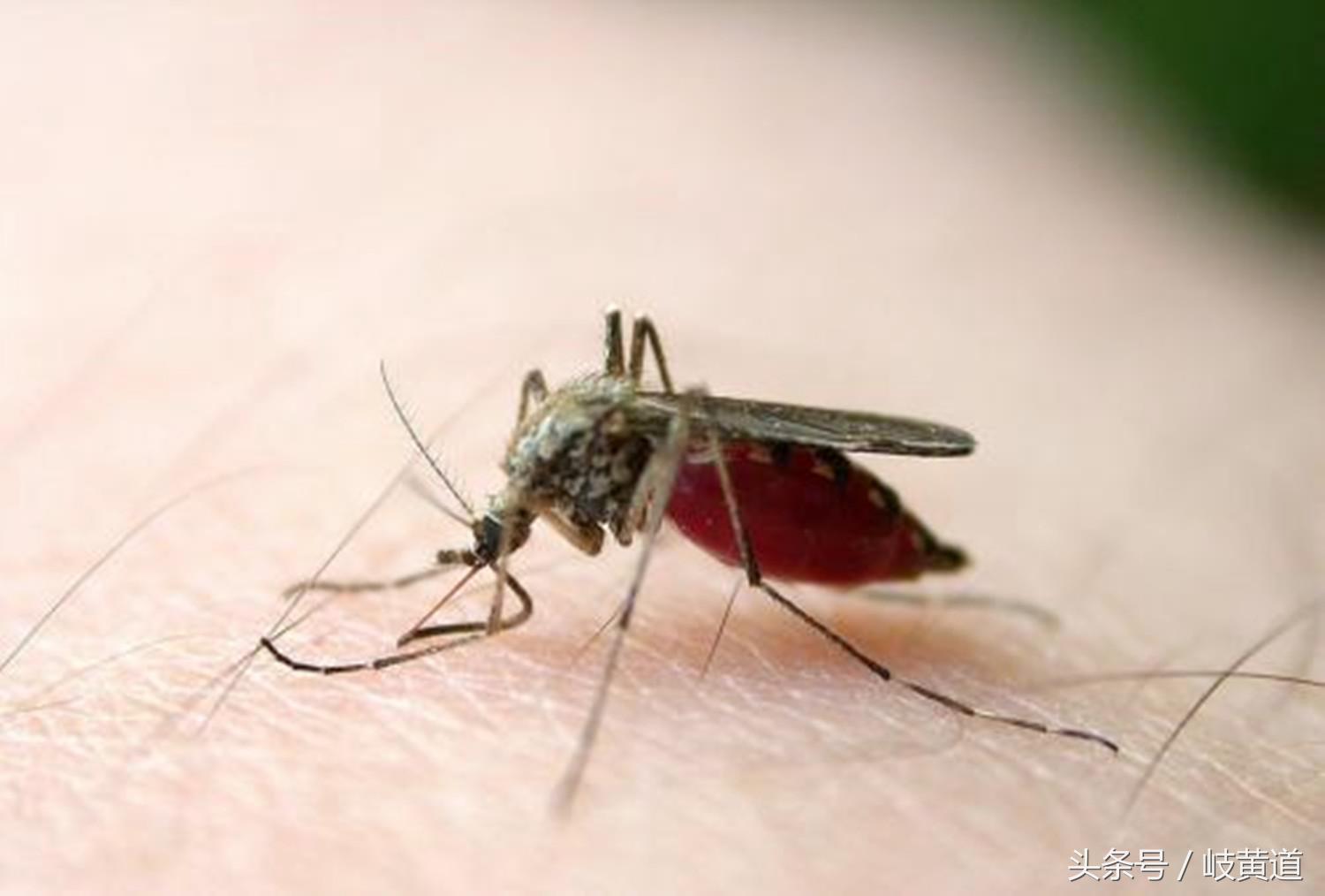 蚊子咬了一个艾滋病人还会传染吗,蚊子咬到艾滋病患者会传染吗