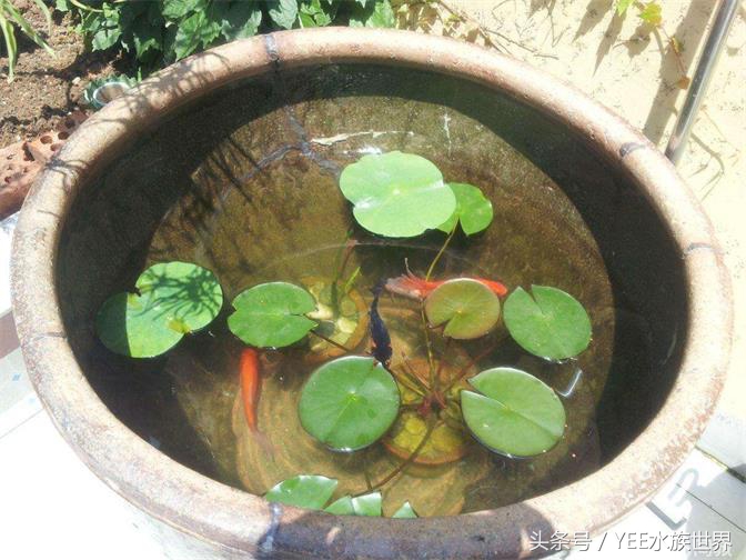 硝化细菌啥时候放草缸里,如何看草缸里硝化细菌