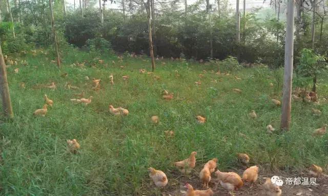 漂洋过海去泡你，这叫泡温泉，你那顶多叫泡澡！99%人是泡假温泉