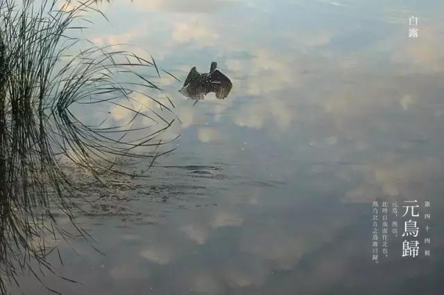蒹葭苍苍白露为霜天冷莫忘添衣,蒹葭苍苍白露为霜何日归故乡