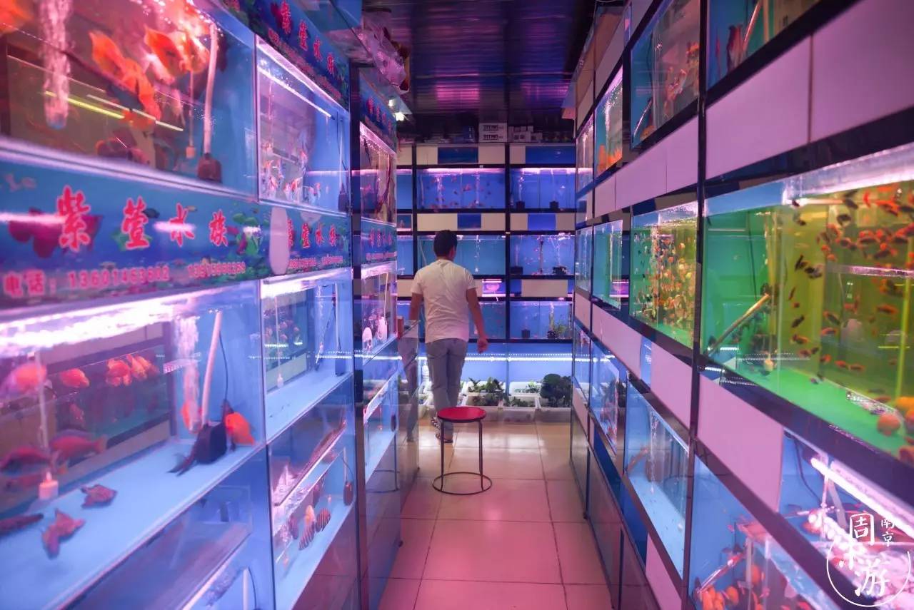 逛花鸟鱼虫市场的视频,逛各种花鸟市场