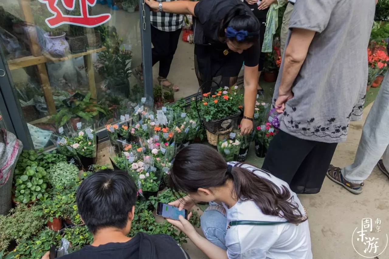 南京有几个花鸟鱼虫市场,南京湿地公园花鸟鱼虫市场在哪里