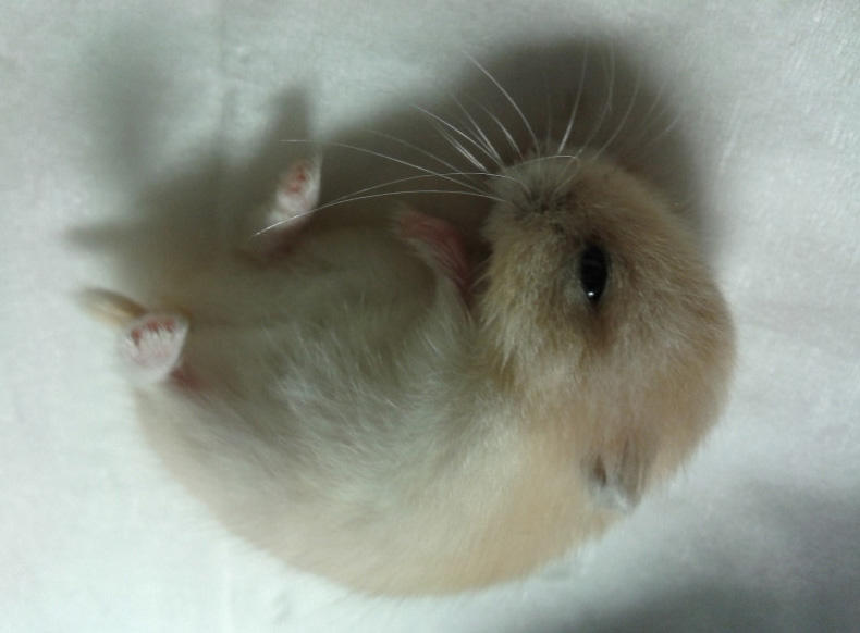 小仓鼠有鼠疫吃什么,仓鼠老年鼠容易得的病