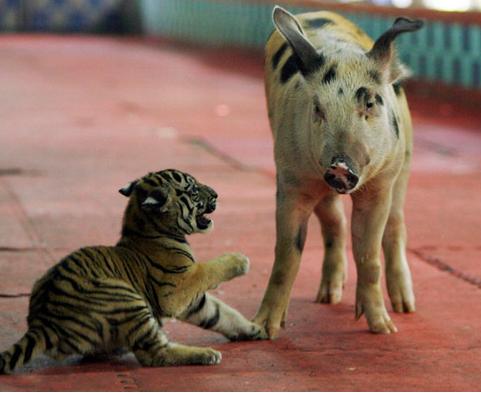 属鸡女的和属猪男什么属相最配,83属猪的和什么属相最配最合适呢