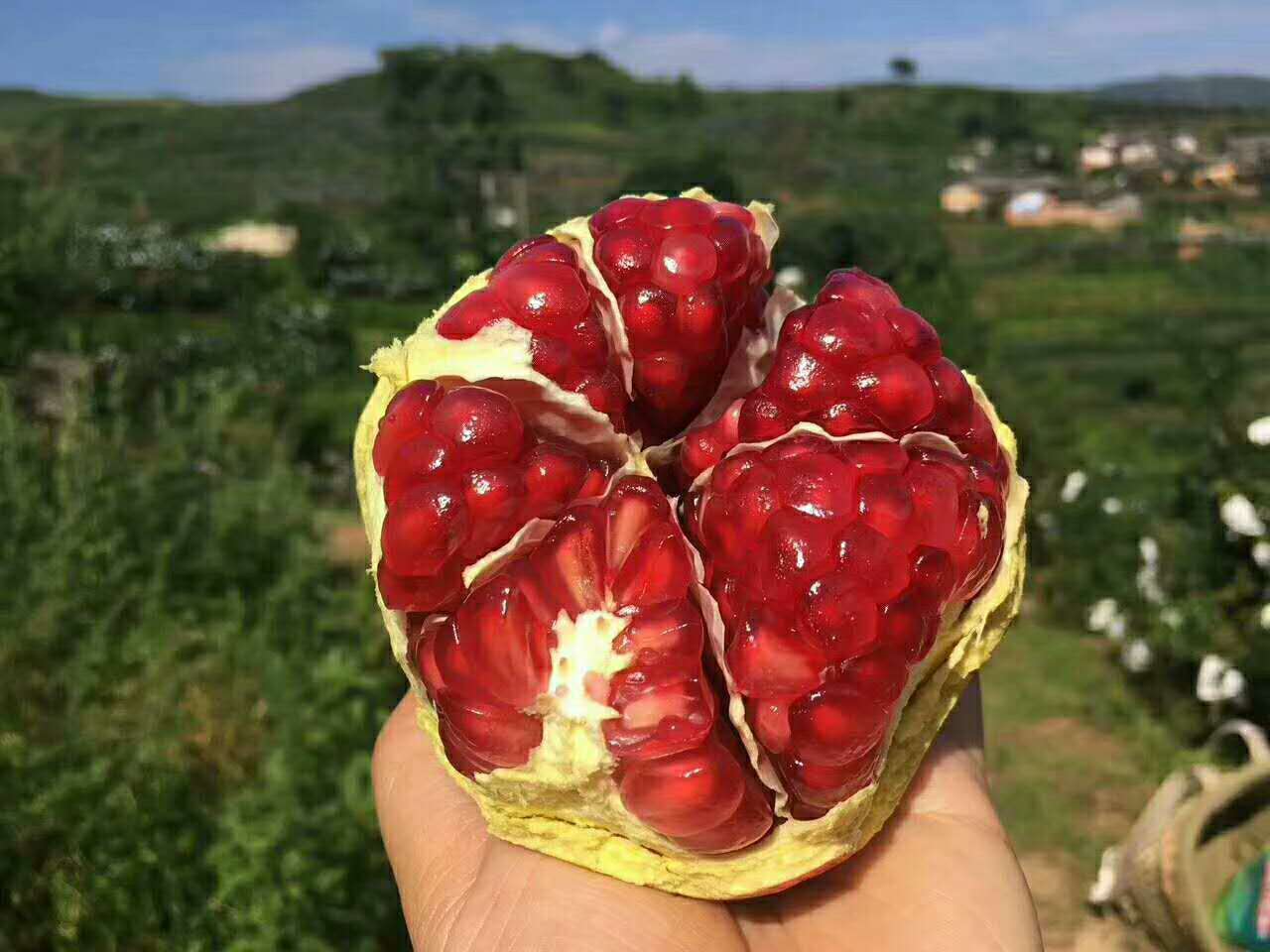 世上最大的软籽石榴,世界上有不用吐籽的石榴吗