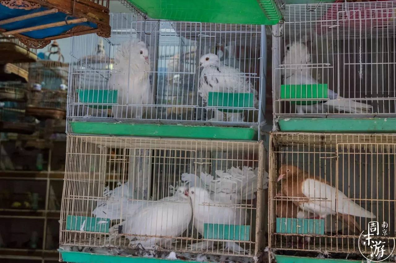 逛遍整个南京城,南京的花鸟市场在什么地方