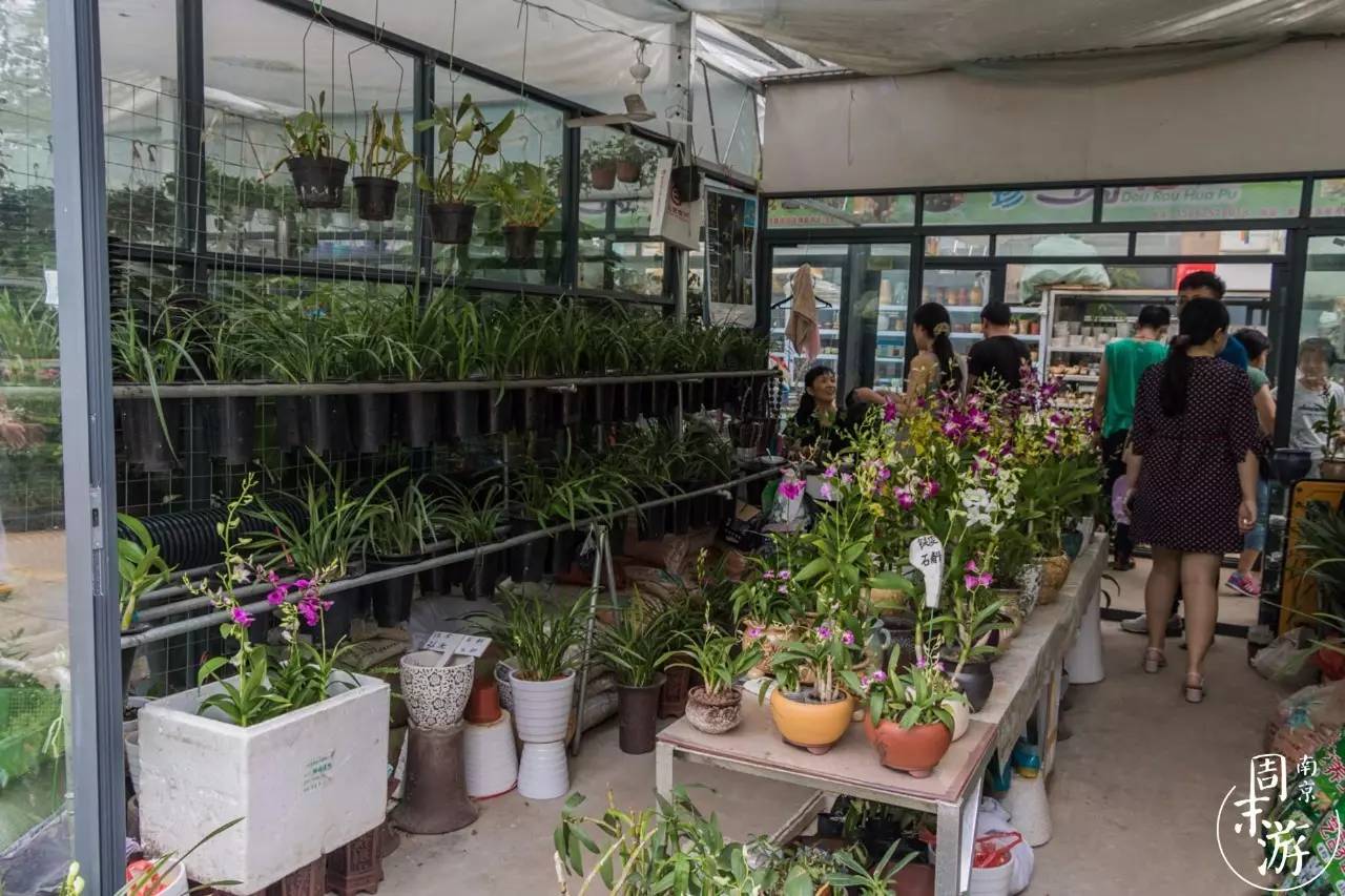 逛各种花鸟市场,南京花鸟鱼虫市场失火