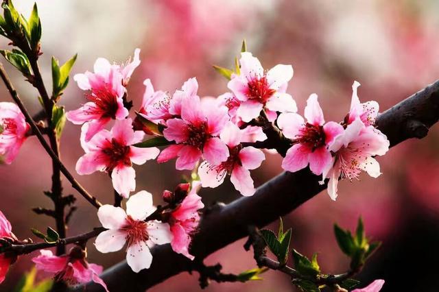 没人爱没人疼又何妨,没人疼没人爱没人宠没人管