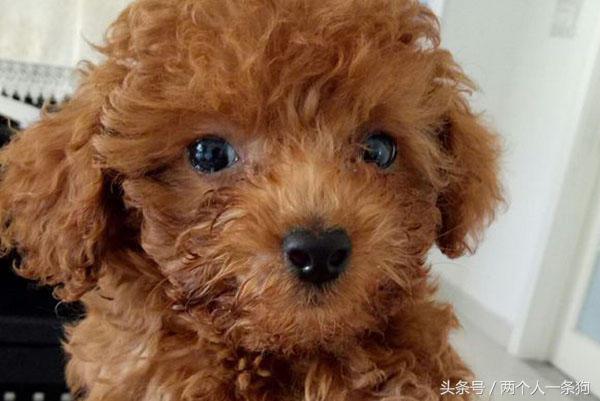 男人花了100块钱买了一只流浪狗,流浪泰迪100元