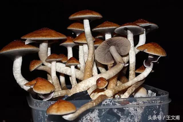 喝茶和喝咖啡是不是吸毒,喝茶喝咖啡是吸毒行为吗