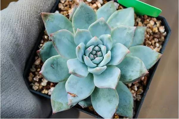 韩国多肉好卖吗,韩国奶酪多肉与国内区别