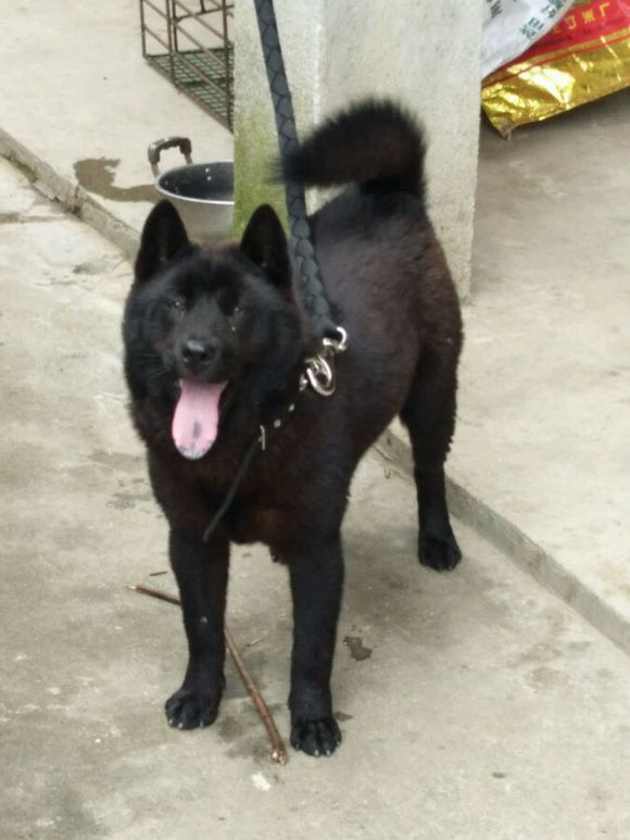 这些才是纯正的中国土狗，最优秀的品种，别觉得养土狗丢脸啦！