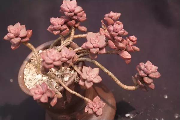 韩国多肉好卖吗,韩国奶酪多肉与国内区别