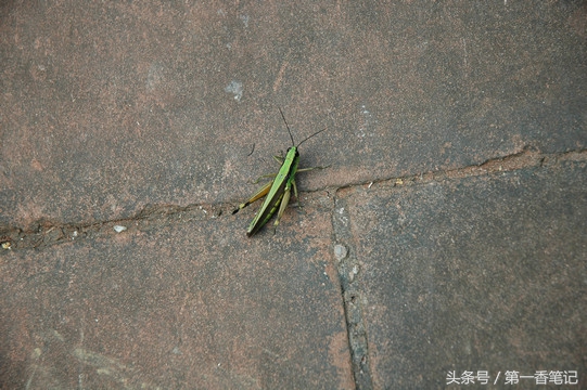 兰叶长介壳虫怎么处理,养兰宜忌