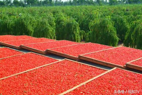 枸杞中年人标配,为什么说枸杞是中年男人必备