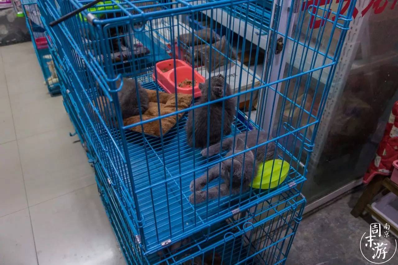 逛各种花鸟市场,南京花鸟鱼虫市场失火