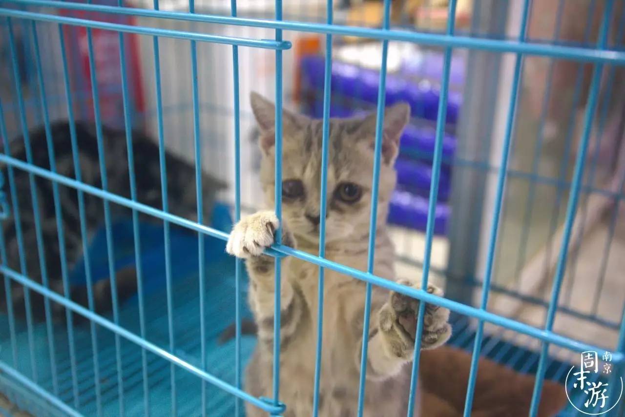 南京的花鸟市场在什么地方,南京夫子庙花鸟鱼虫市场