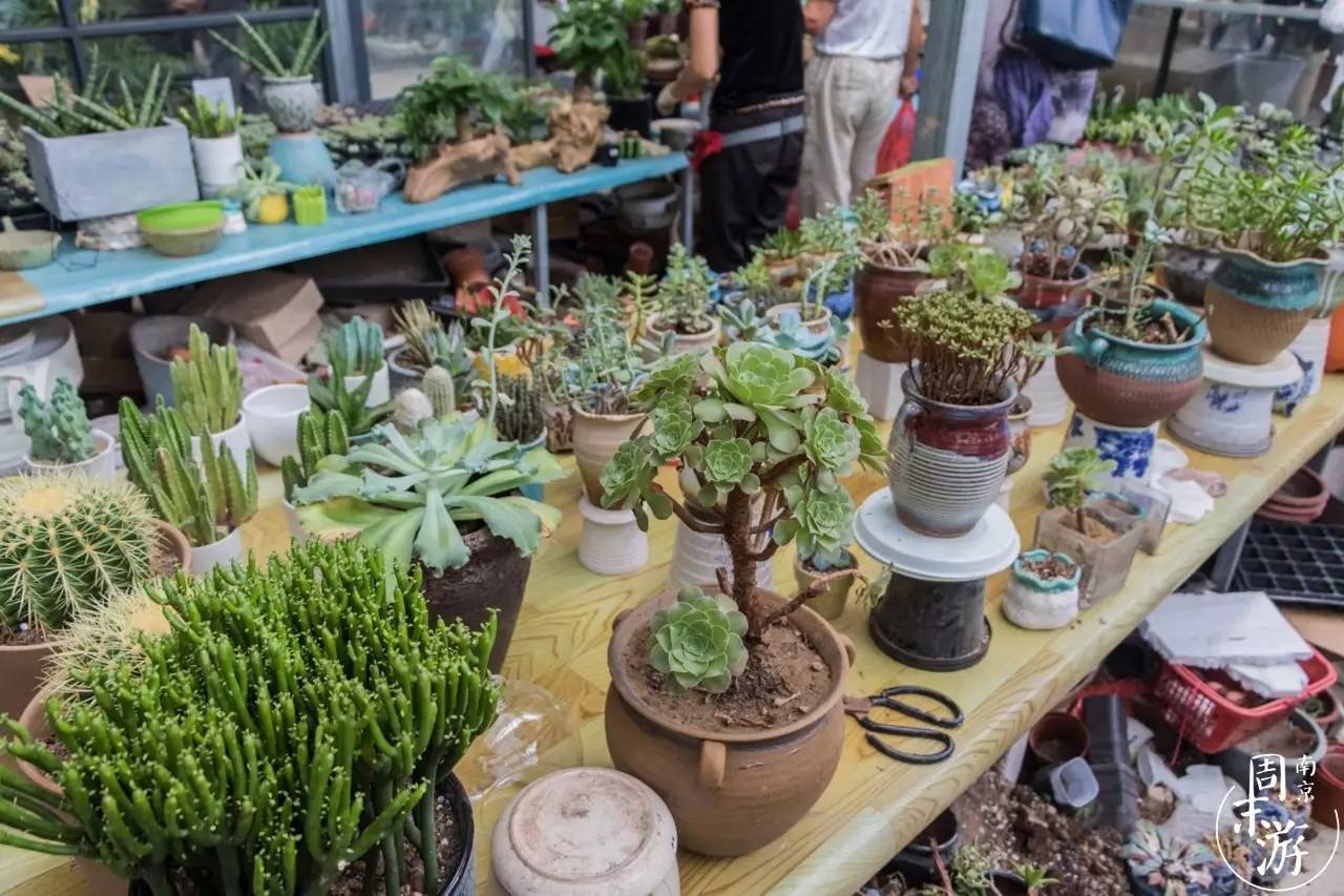 南京市最大的花鸟鱼虫市场在哪里,逛花鸟鱼虫市场的视频