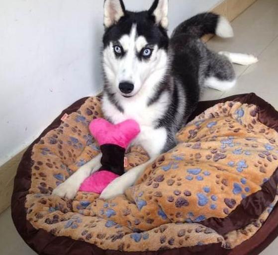 1000元二哈 (二哈为什么不值得买)