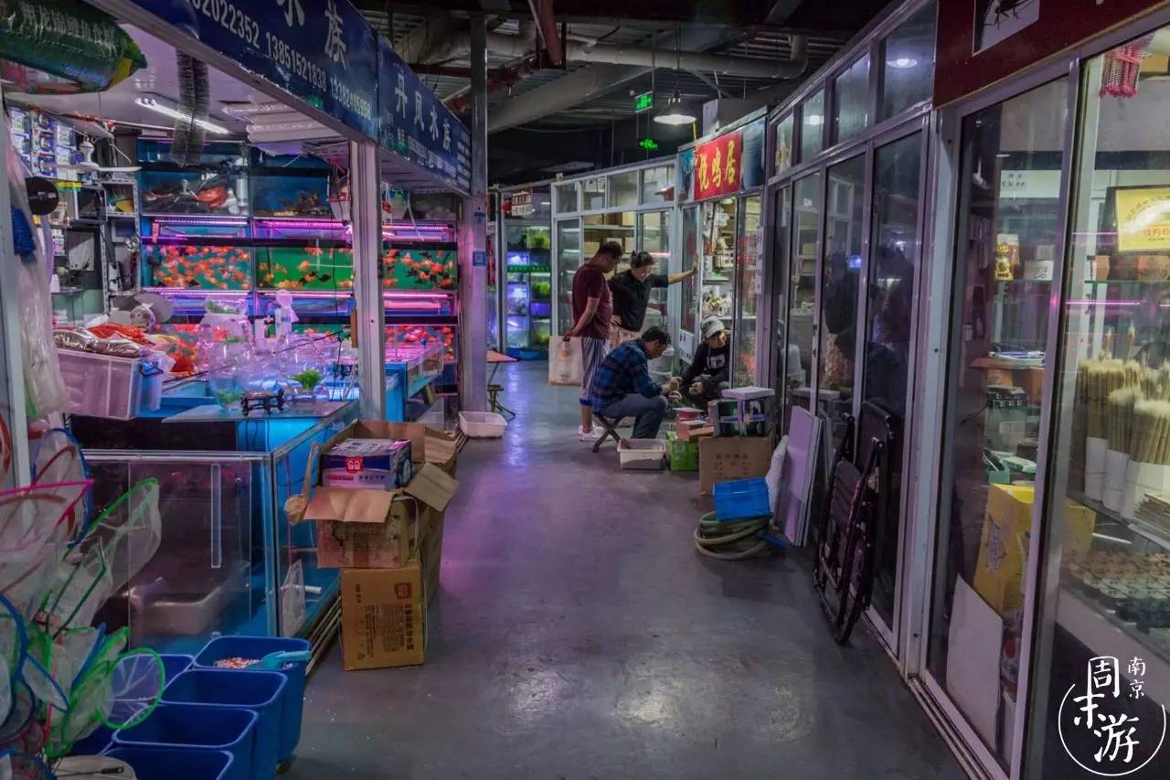 南京花鸟鱼虫市场,逛遍市场
