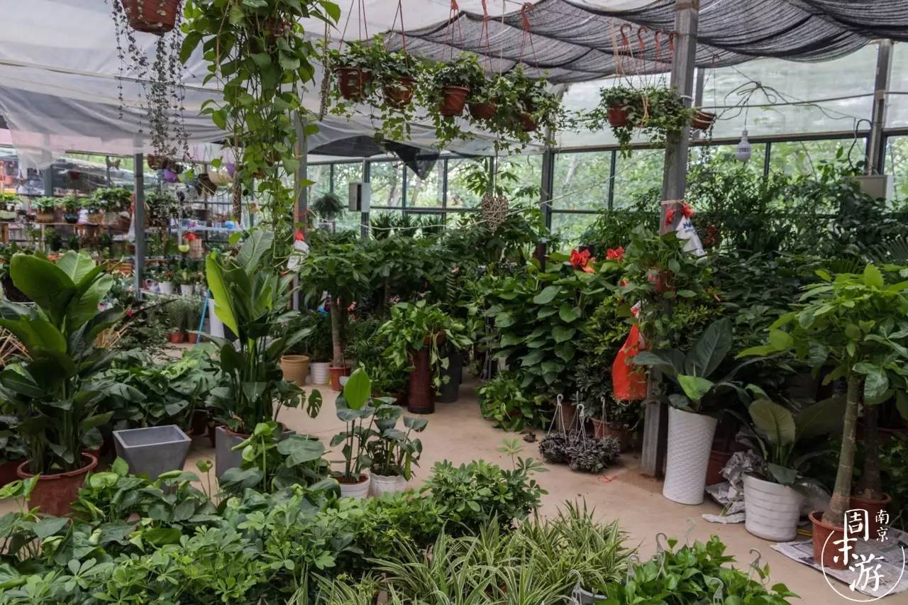 南京花鸟鱼虫市场,南京最大的花鸟虫市场