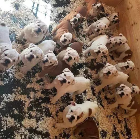 致狗狗的最后一封信,致养狗人士的一封公开信