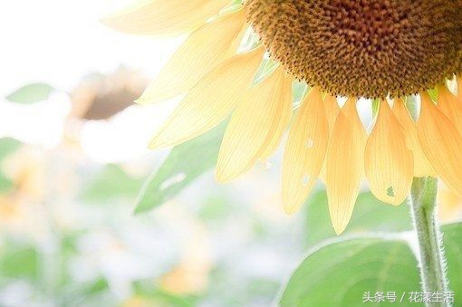 教师节送男老师什么颜色的花,教师节晚上送老师花为啥不要