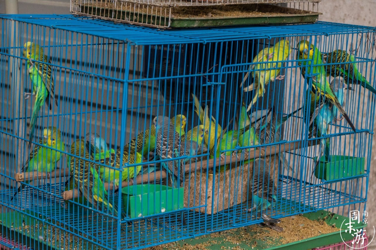 南京的花鸟市场在什么地方,南京夫子庙花鸟鱼虫市场
