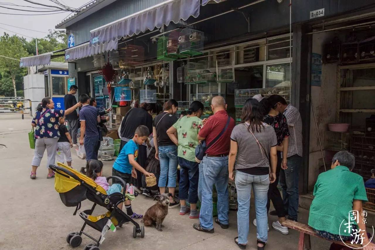 逛南京花卉市场视频,南京夫子庙花鸟鱼虫市场