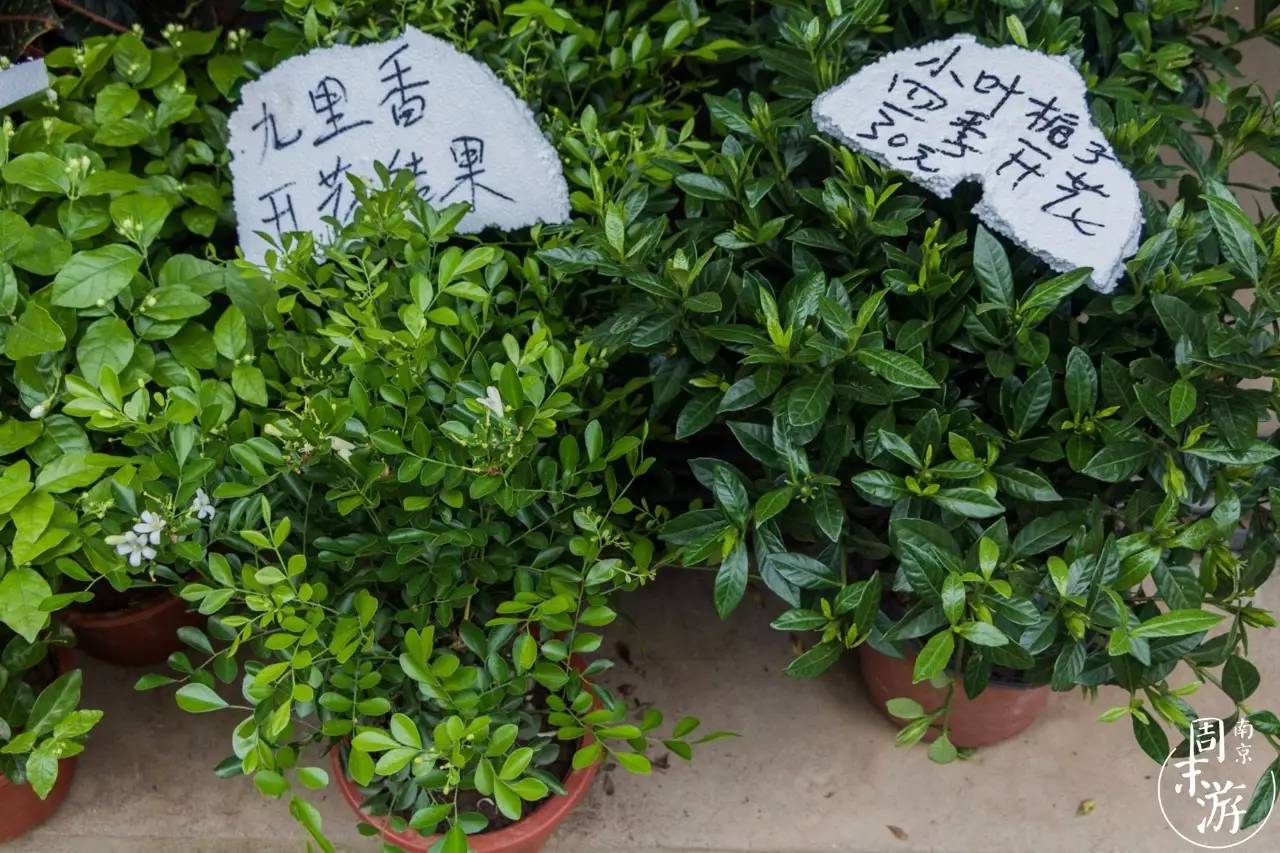 逛花鸟鱼虫市场的视频,逛各种花鸟市场