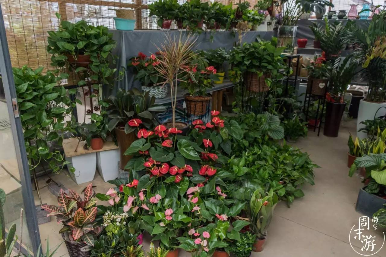 南京花鸟鱼虫市场,南京最大的花鸟虫市场