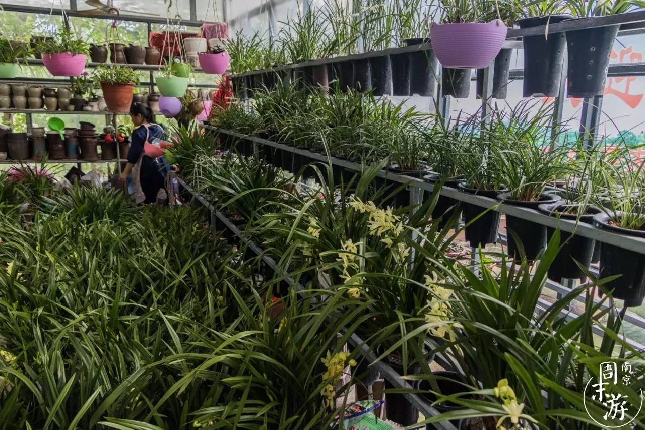 南京夫子庙花鸟鱼虫市场,南京花鸟鱼虫市场