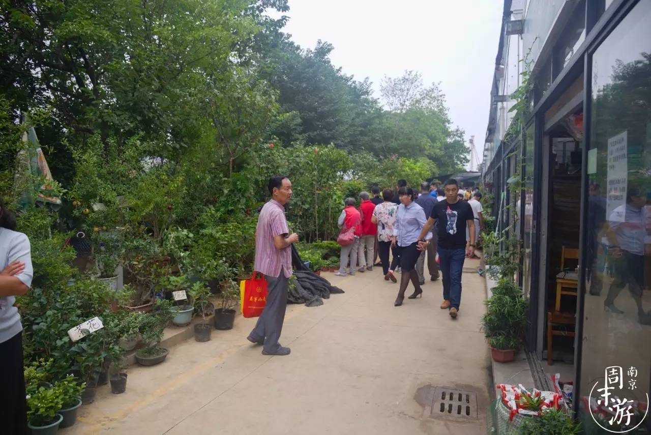 逛花鸟鱼虫市场的视频,南京花鸟鱼虫市场
