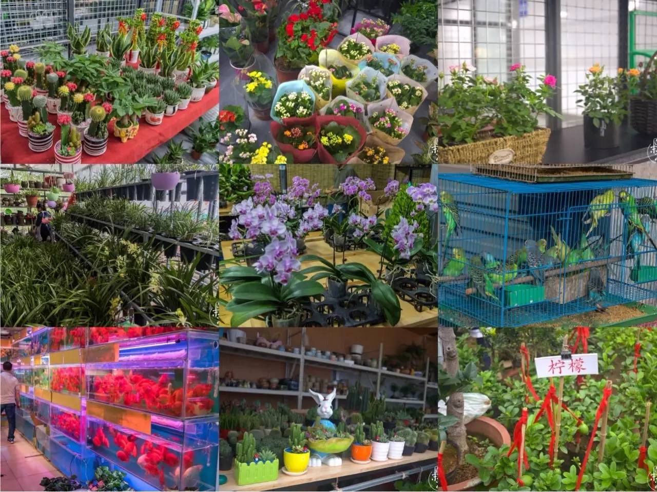 逛花鸟鱼虫市场的视频,南京花鸟鱼虫市场