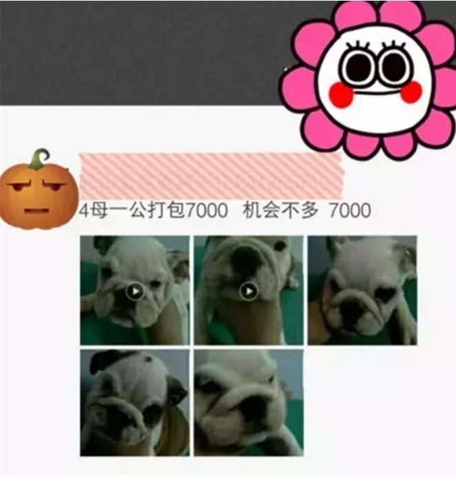 致狗狗的最后一封信,致养狗人士的一封公开信