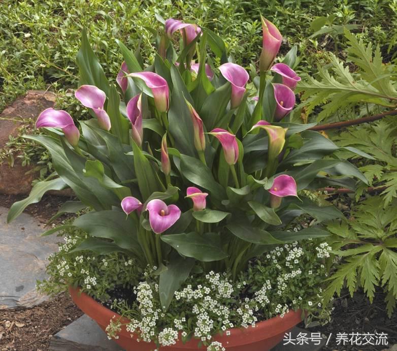 在室内养一些彩虹般的马蹄莲，每天看着心情都会变好