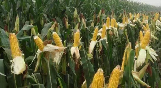 畜禽饲喂新玉米腹泻这样来解决