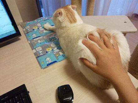 有哪些办法可以缓解母猫发情和停止母猫发情，有哪些利弊？