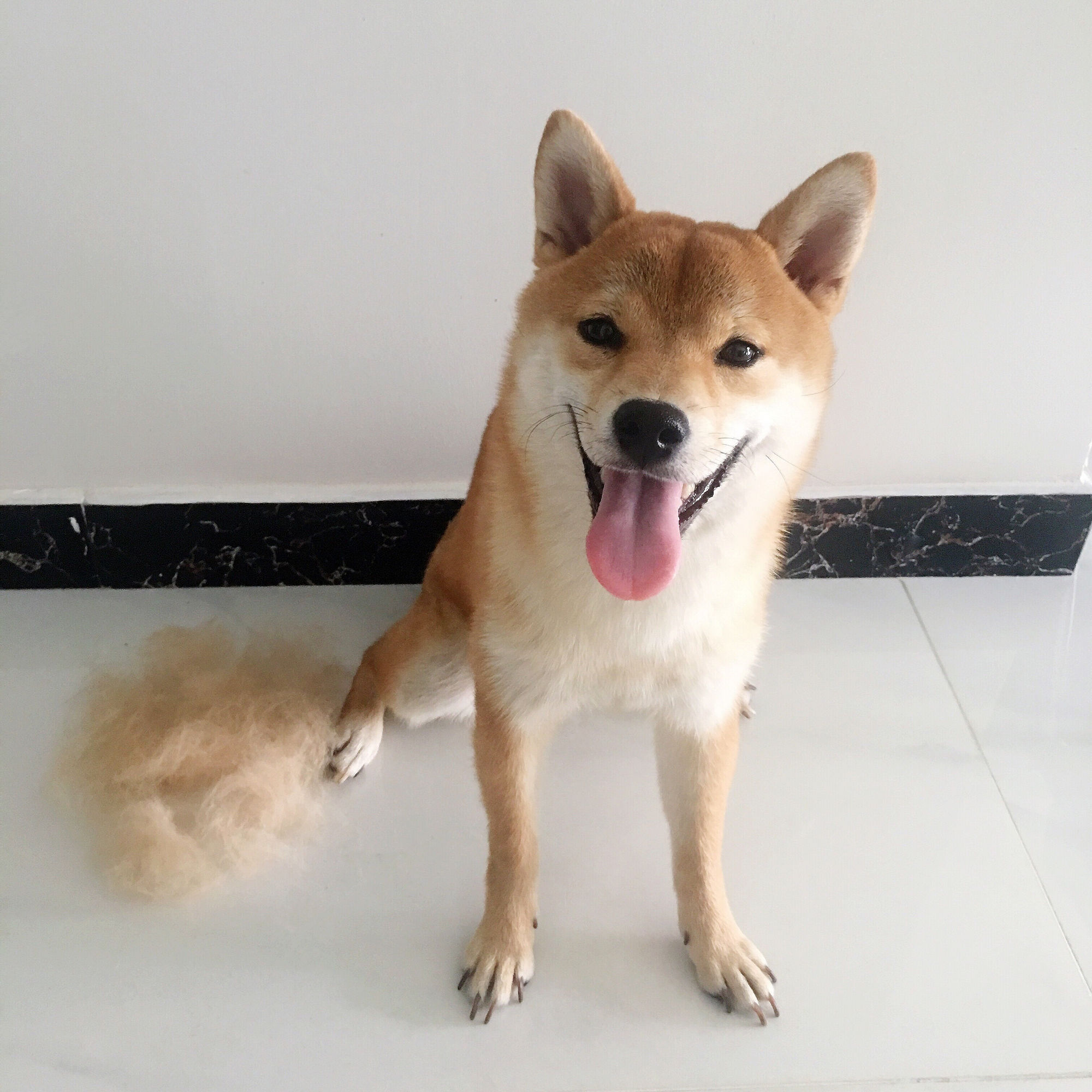 养宠物家庭必备神器,适合养宠物的家居用品