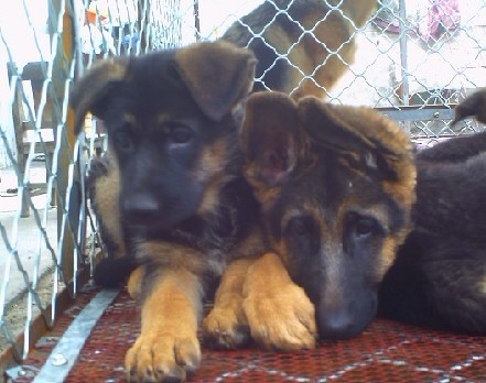 狗幼犬的接生救治喂养