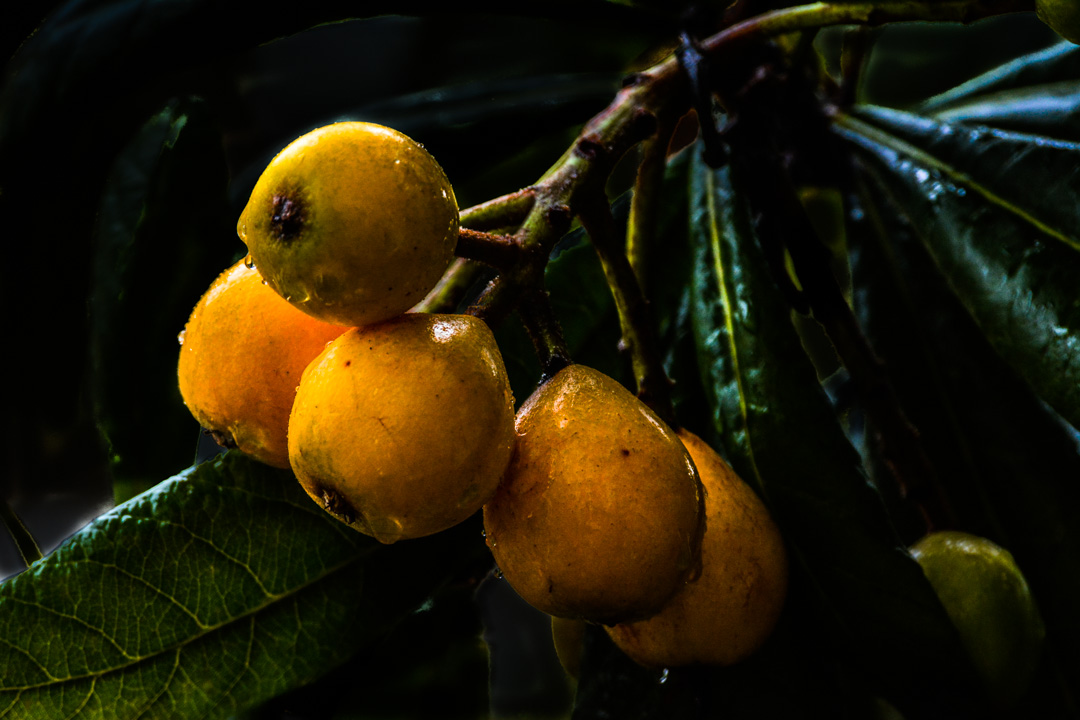 水果小百科美颜小当家，最后一期你还知道那些水果呢｜奇物推荐