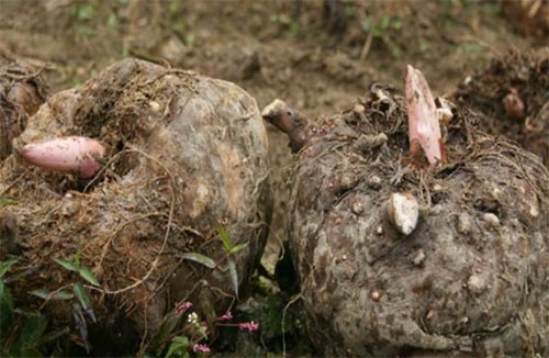 魔芋合理食用,魔芋在食用时需要注意什么