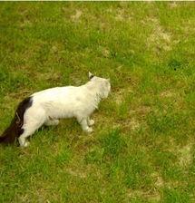 古人如何给黑白相间的猫取名,猫取什么名字最可爱又仙气