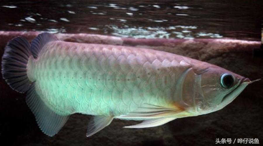 红龙鱼和金龙鱼哪个更好养,金龙鱼和红龙鱼为啥都便宜了呢