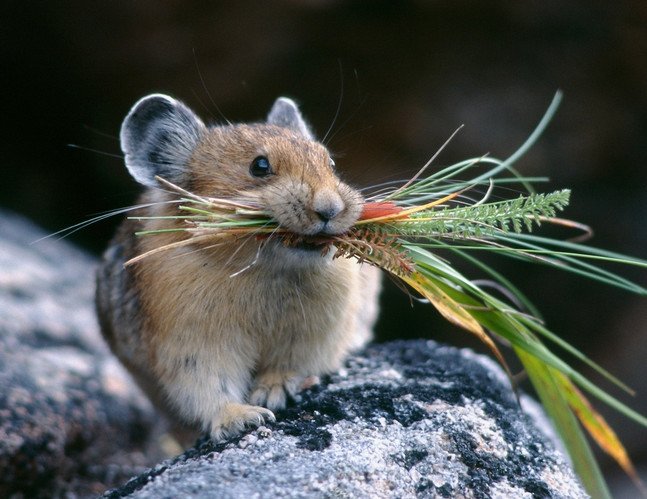 仓鼠吃了五香花生会怎么样,小仓鼠吃花生是剥壳还是不剥壳