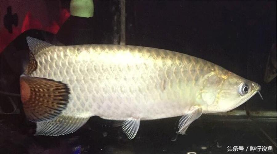 我玩的是屌丝级龙鱼,省下钱买房子