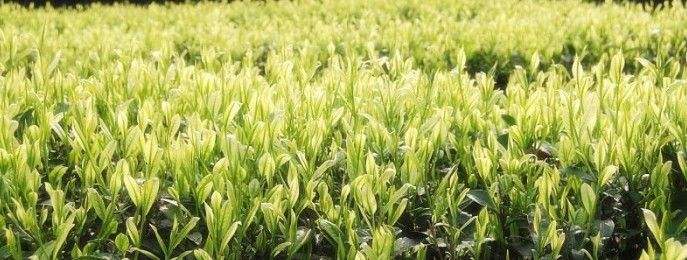 长见识认识植物,茶树叶片分为哪几种