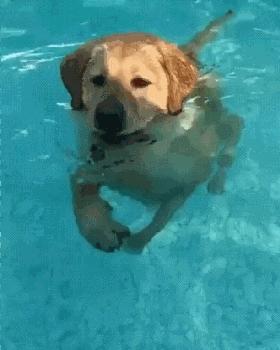 新手小白如何自学蛙泳,怎么学零基础蛙泳最快最简单