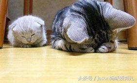 孩子见人不爱打招呼怎么教育,孩子遇到人不爱打招呼