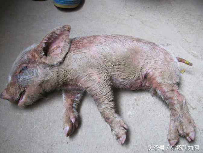 母猪卵巢囊肿,母猪卵巢囊肿疾病预防